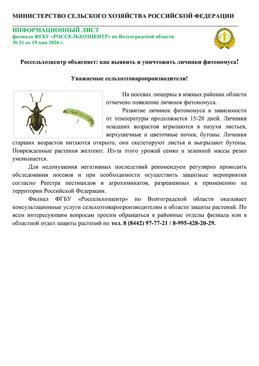 Россельхозцентр объясняет: как выявить и уничтожить личинки фитономуса